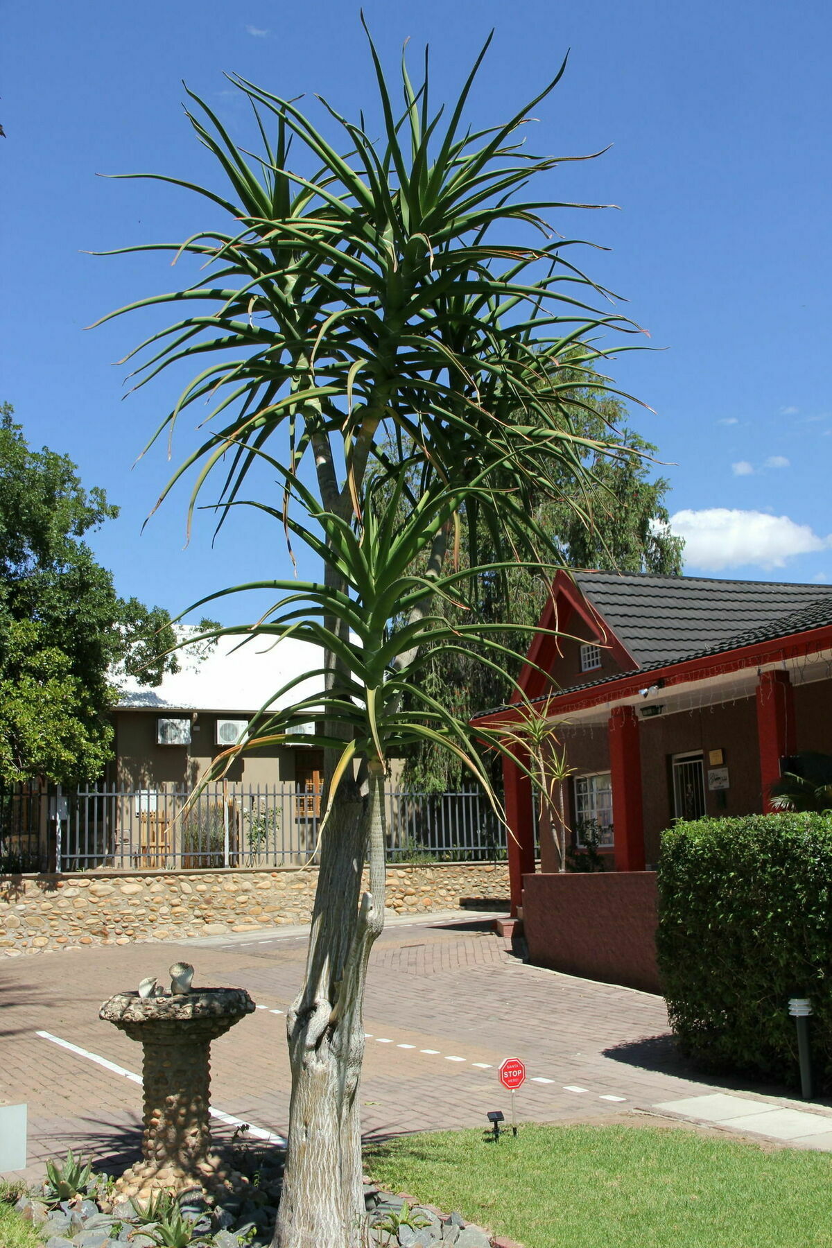 Gumtree Guest House Oudtshoorn Eksteriør billede